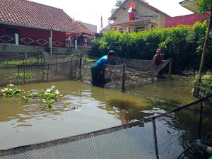 H. Tarya Witarsa Hadiri Panen Perdana Budidaya Ikan Lele Program 100 Hari Kerja Bupati Bandung
