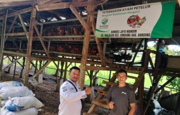 50 Kg Telur Ayam Petelur dari Desa, Harapan untuk Generasi. BUMDes Malasari Siap Gendong Gizi Bangsa dengan 20% Modal Awal dari DD!