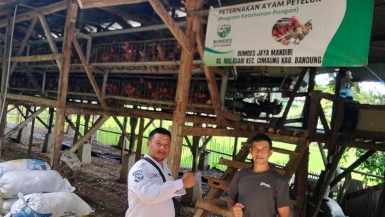 50 Kg Telur Ayam Petelur dari Desa, Harapan untuk Generasi. BUMDes Malasari Siap Gendong Gizi Bangsa dengan 20% Modal Awal dari DD!