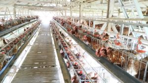 50 Kg Telur Ayam Petelur dari Desa, Harapan untuk Generasi. BUMDes Malasari Siap Gendong Gizi Bangsa dengan 20% Modal Awal dari DD!